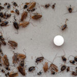 تفشي الحشرات في مدرسة فيوتشر: رفض المسؤولية وتهرب الإدارة