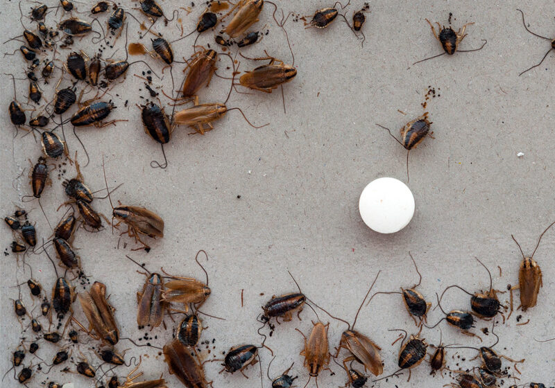 تفشي الحشرات في مدرسة فيوتشر: رفض المسؤولية وتهرب الإدارة